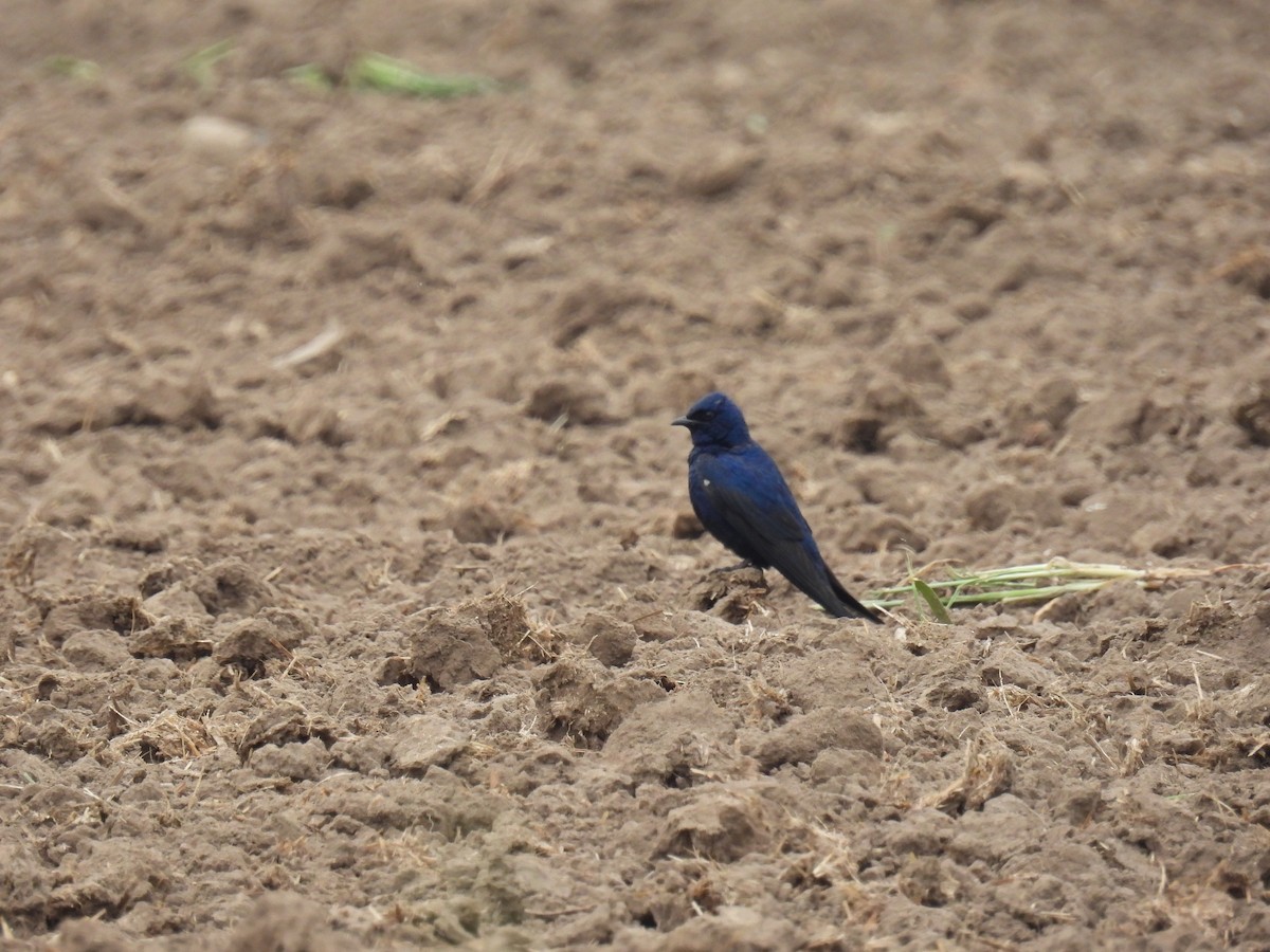 Purple Martin - Janet Sippel