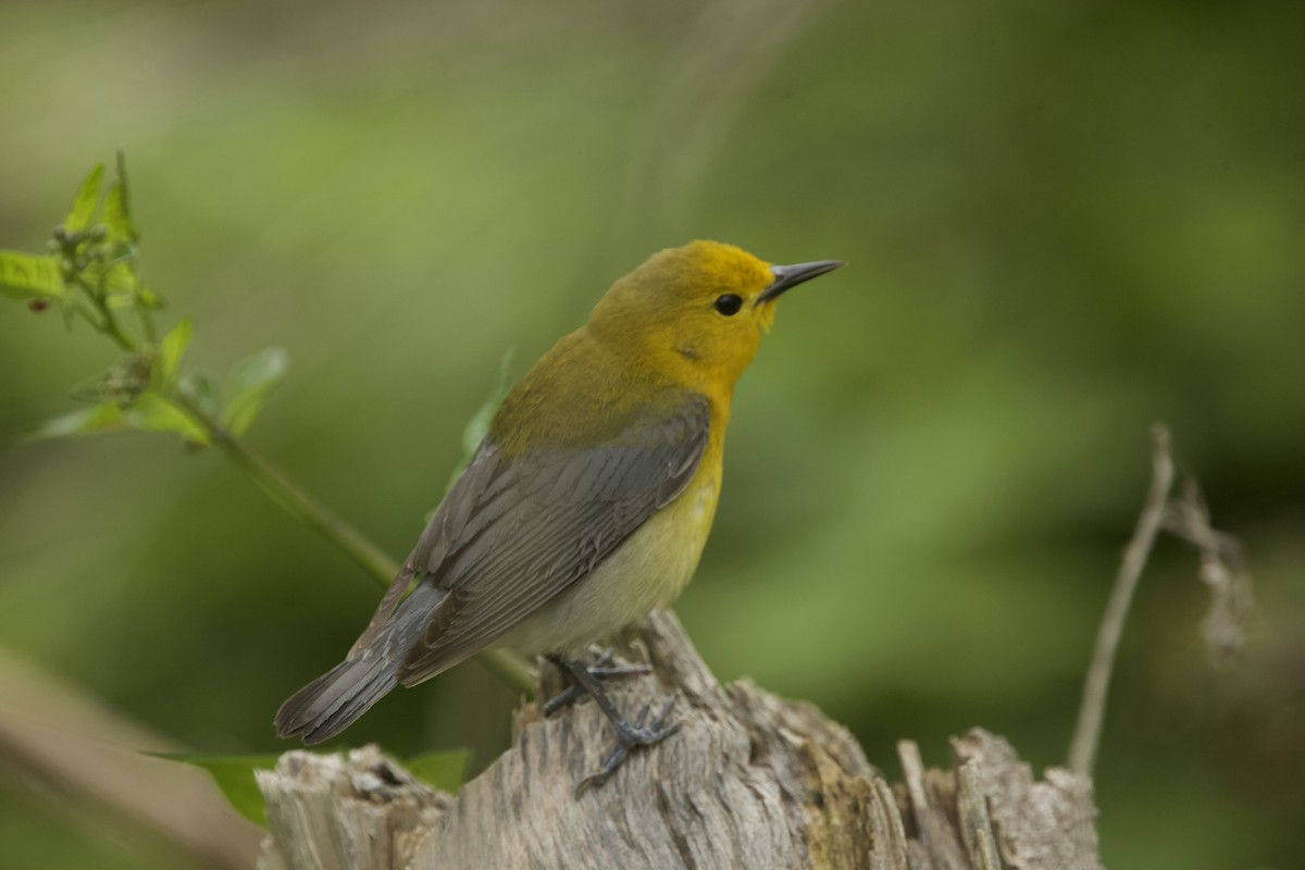Prothonotary Warbler - Paul Miller