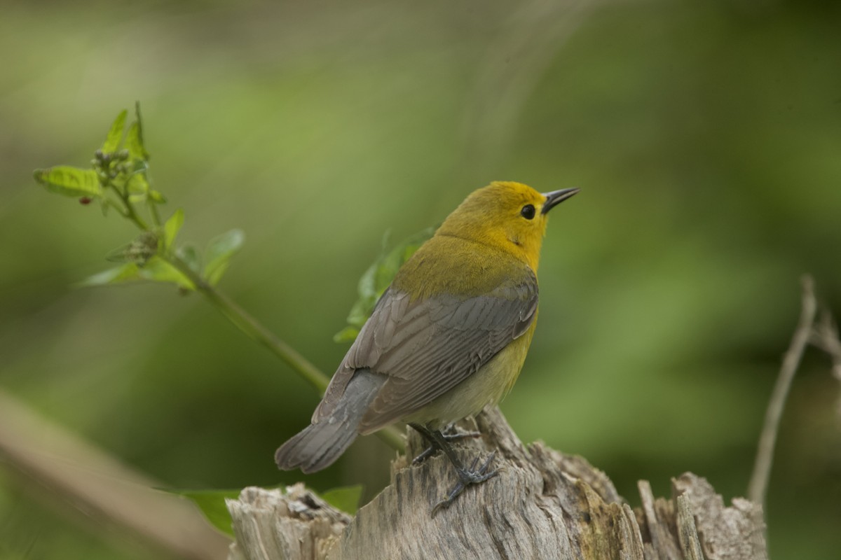 Prothonotary Warbler - Paul Miller