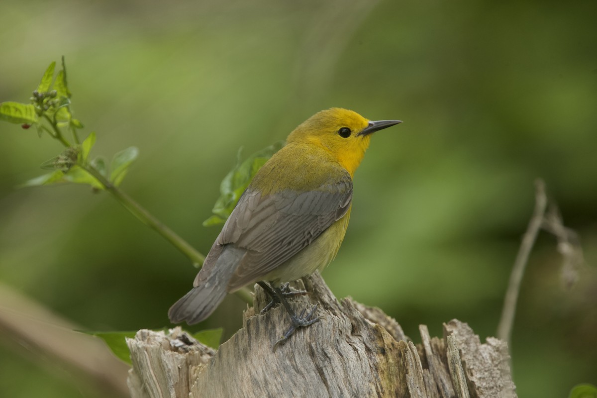 Prothonotary Warbler - Paul Miller