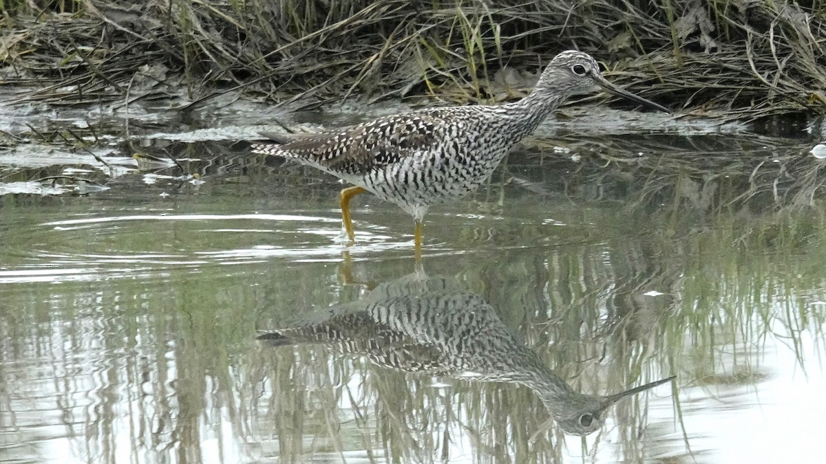 Greater Yellowlegs - Cynthia Ehlinger