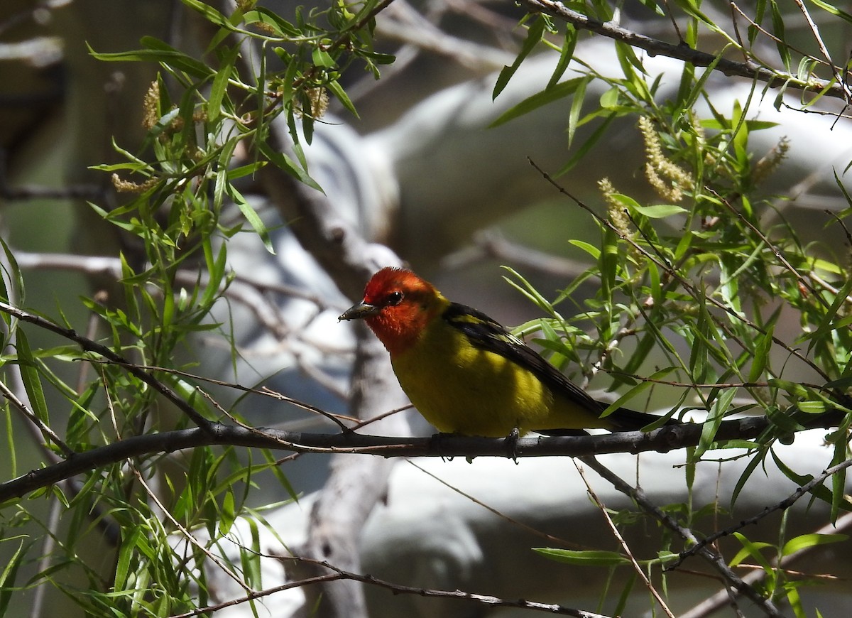 Western Tanager - Sue Murphy