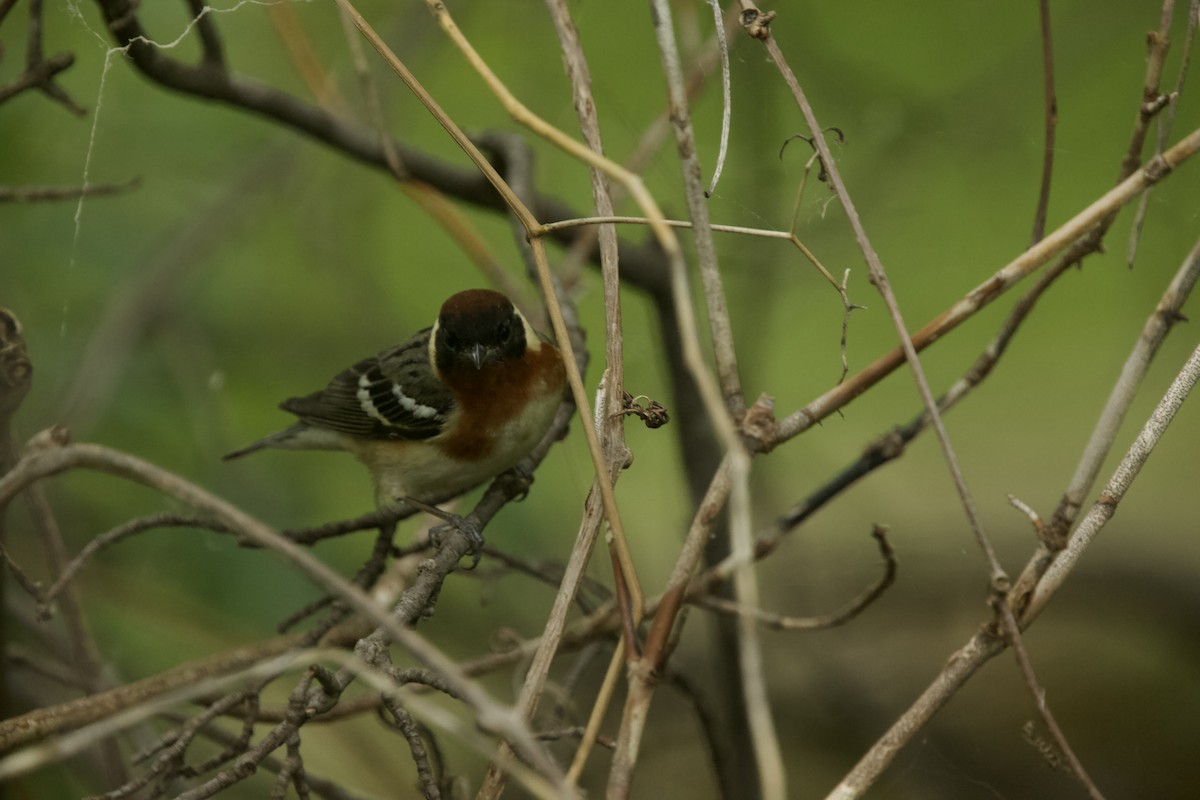 Bay-breasted Warbler - Paul Miller