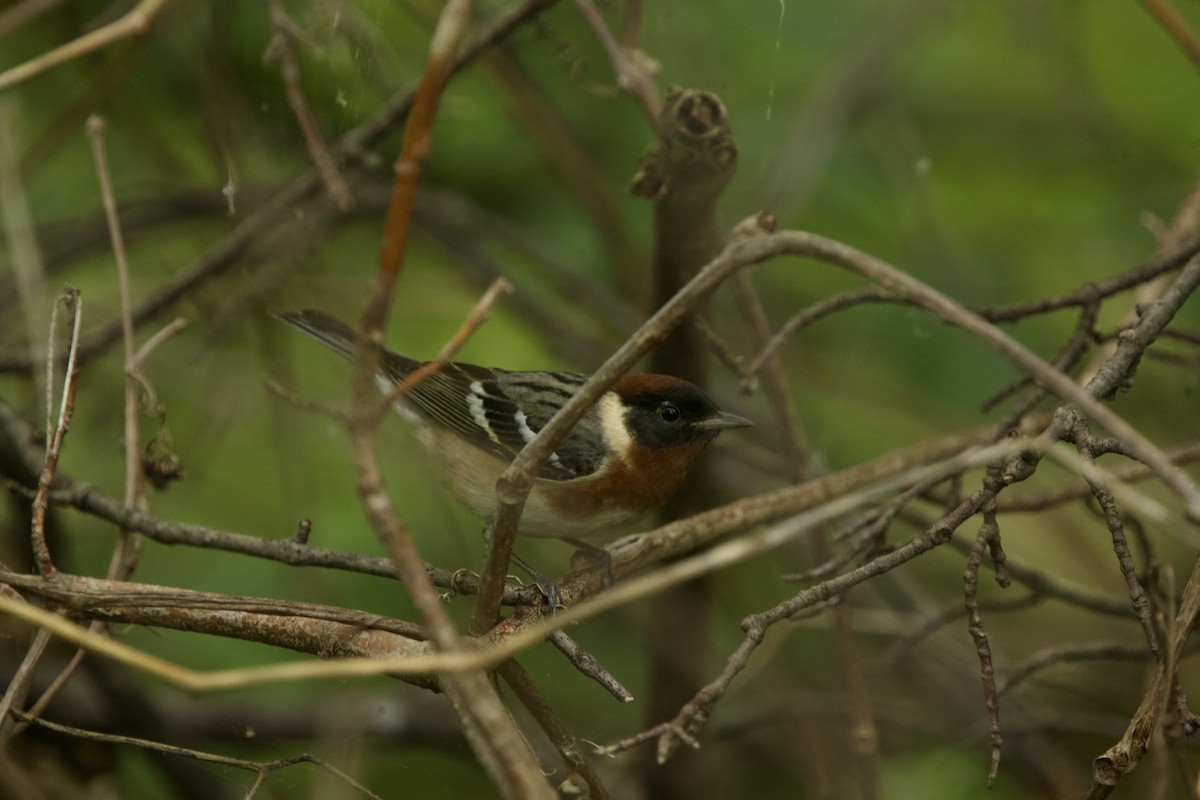 Bay-breasted Warbler - Paul Miller