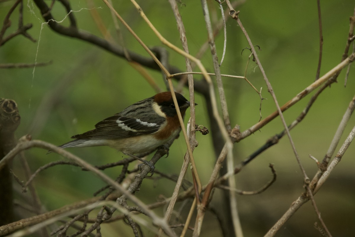 Bay-breasted Warbler - Paul Miller