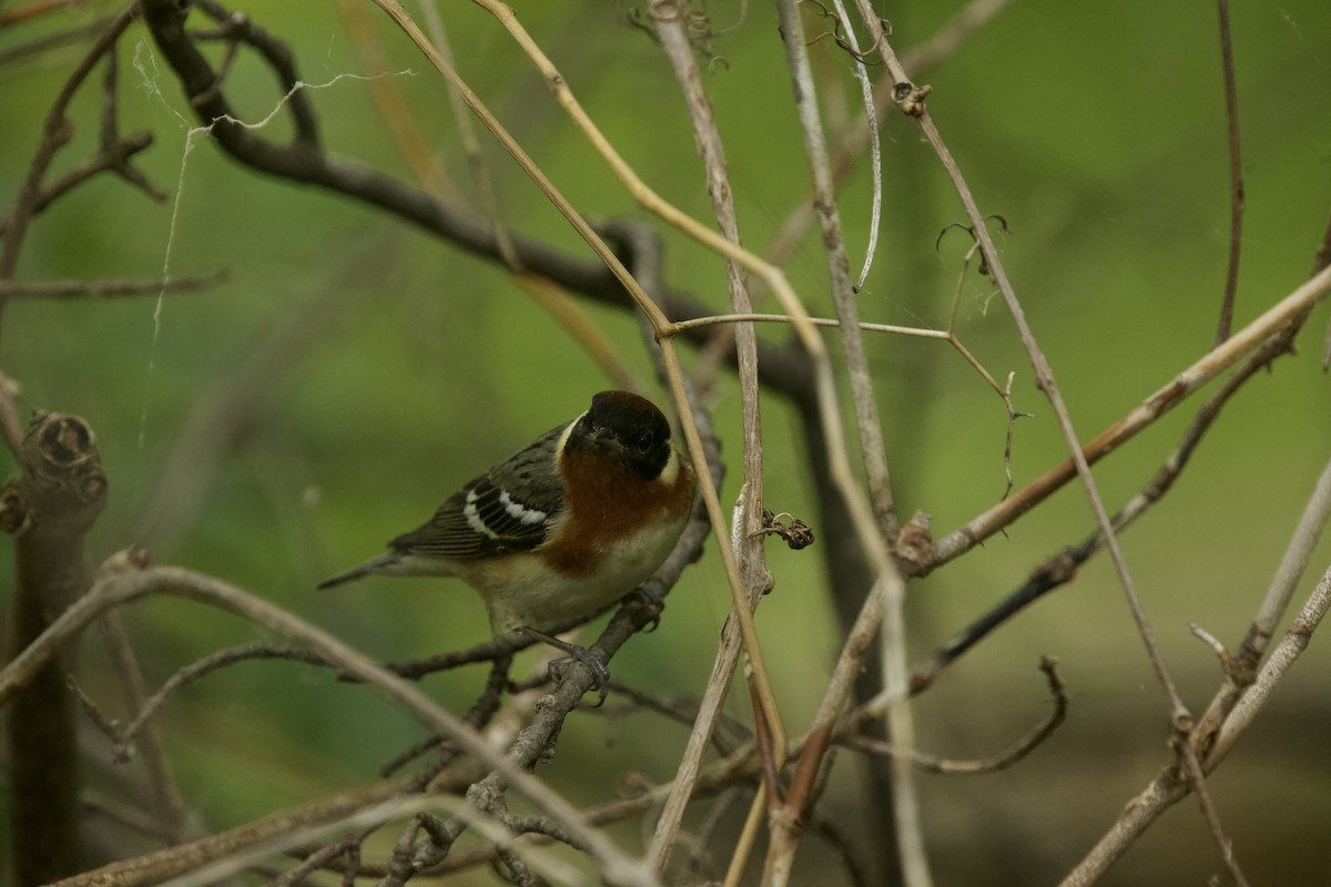 Bay-breasted Warbler - Paul Miller