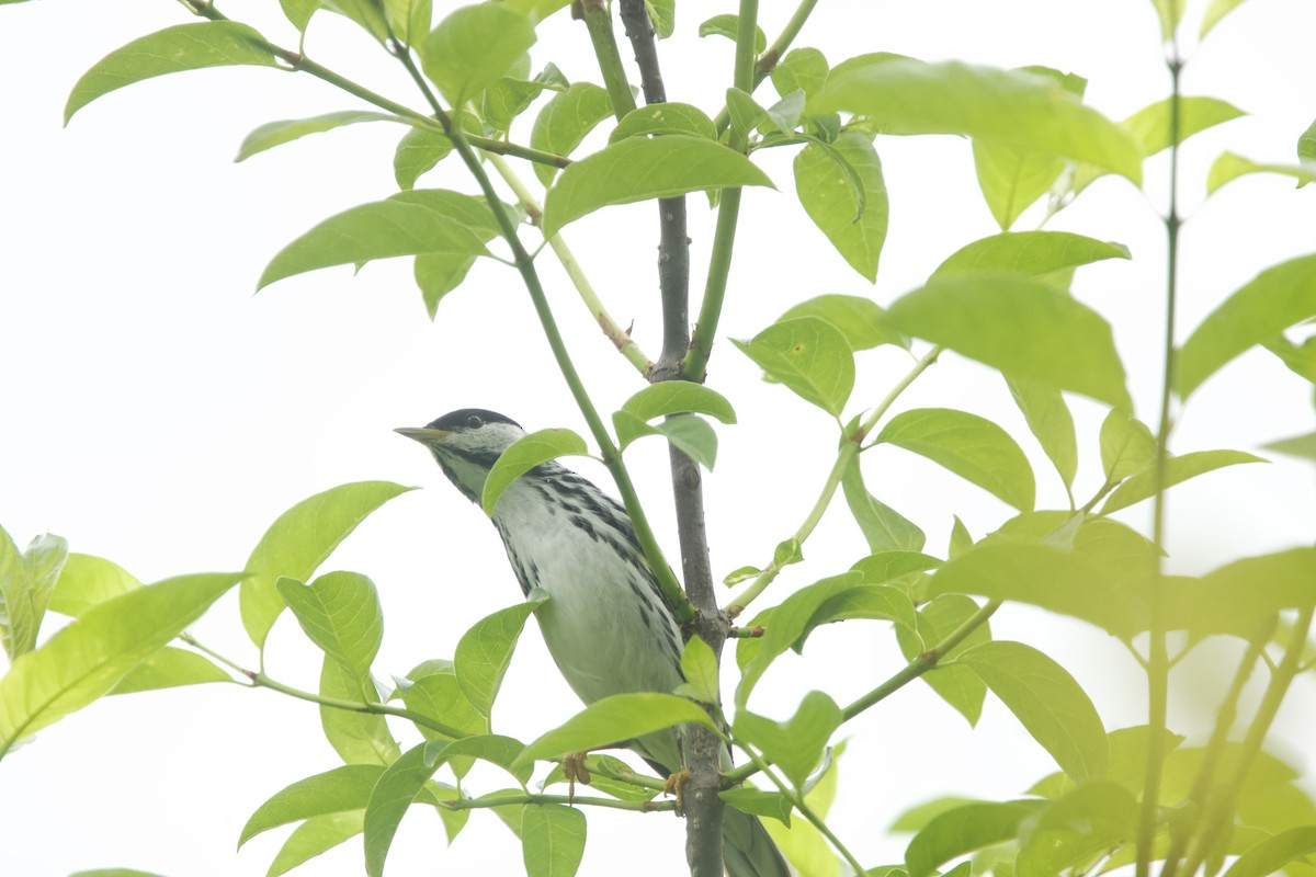 Blackpoll Warbler - ML619198744