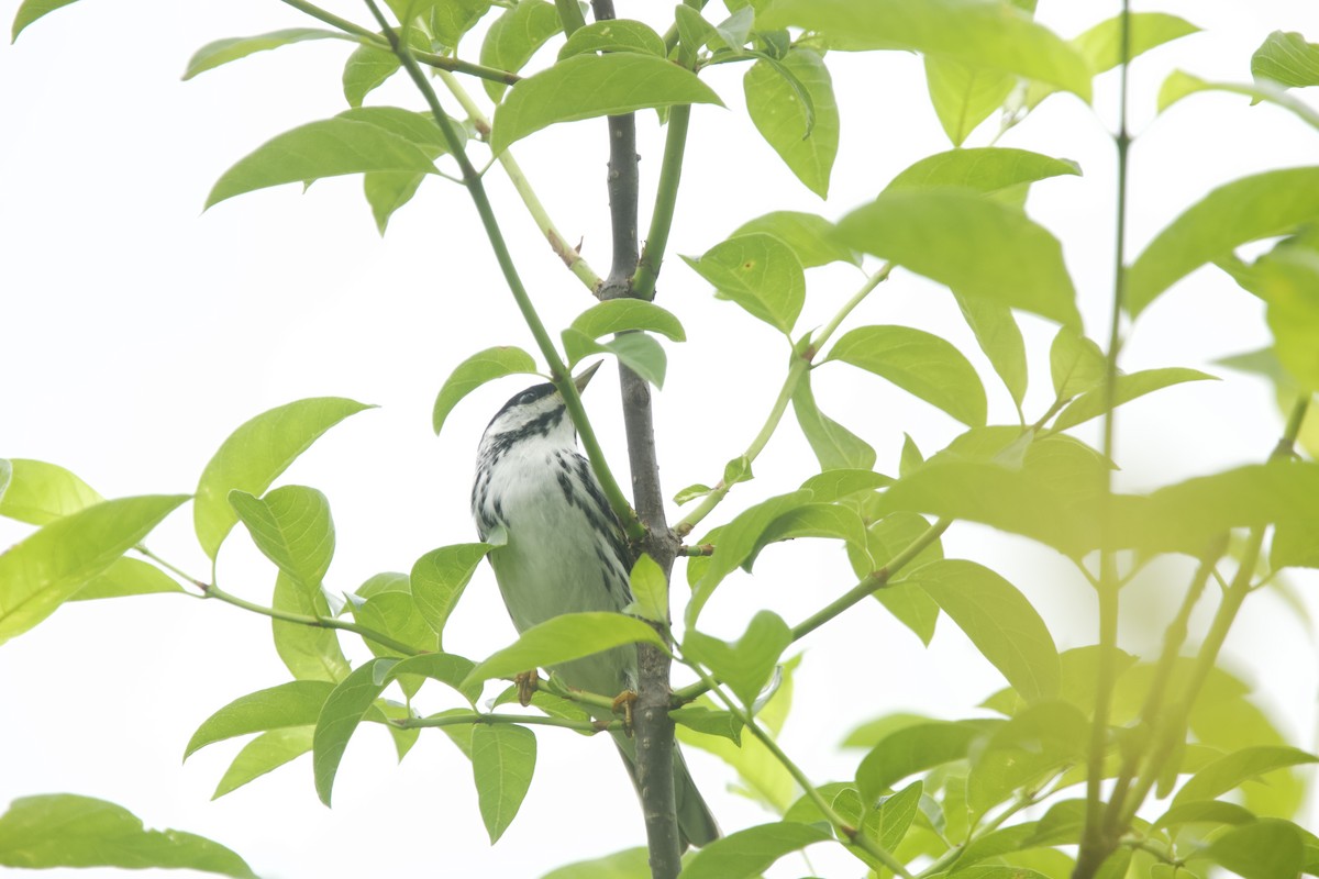 Blackpoll Warbler - ML619198745