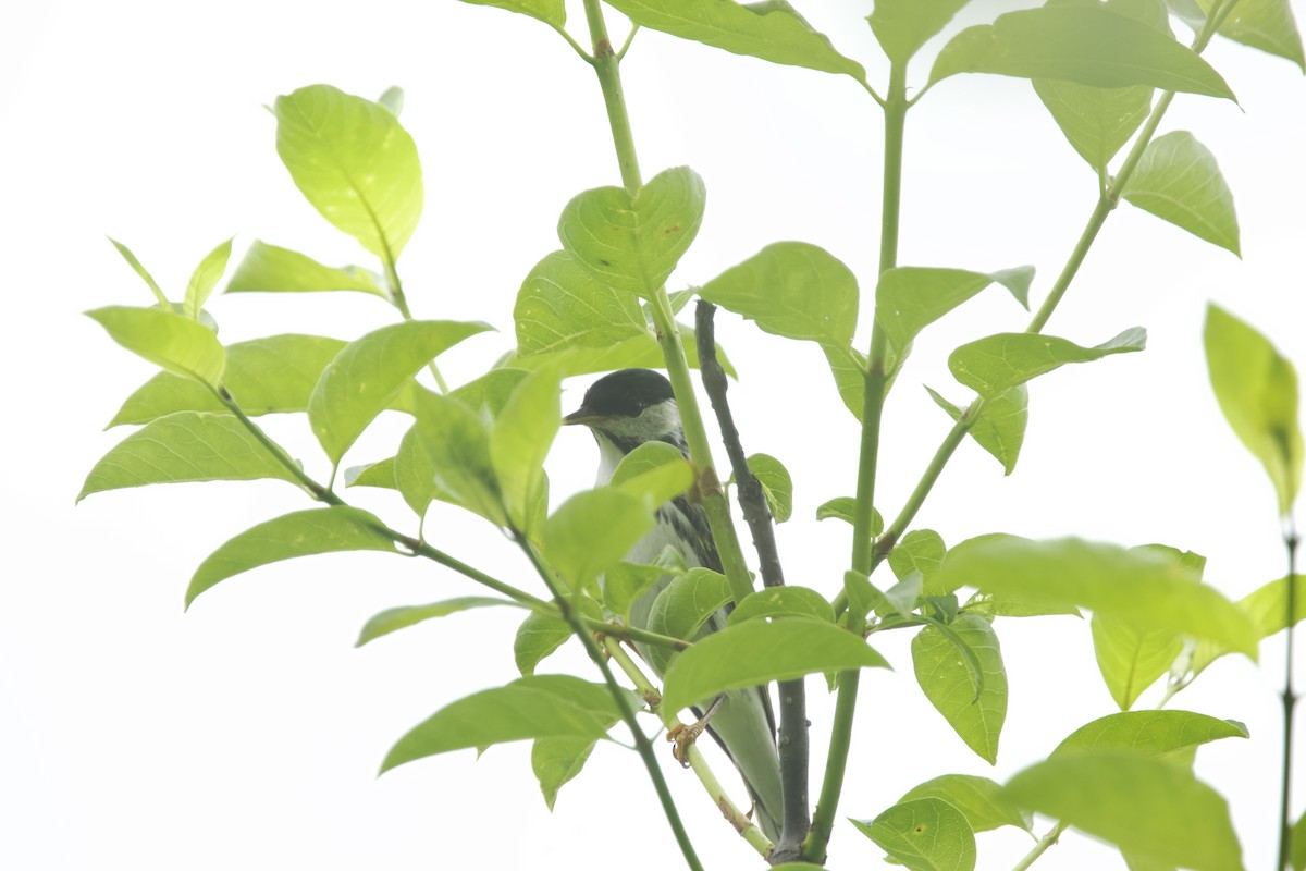 Blackpoll Warbler - Paul Miller