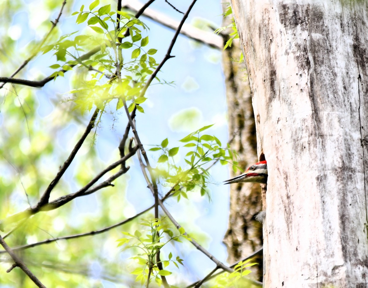 Pileated Woodpecker - ML619198754