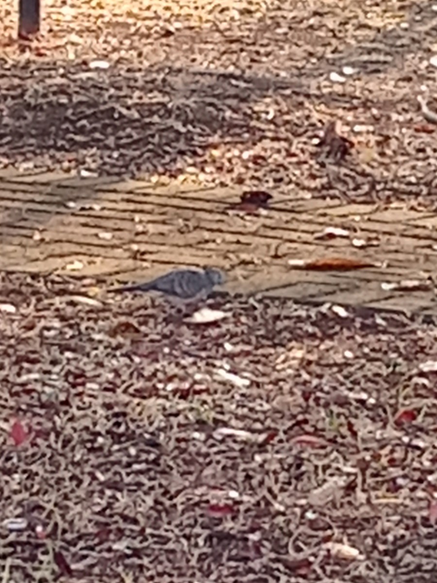 Zebra Dove - ML619198760