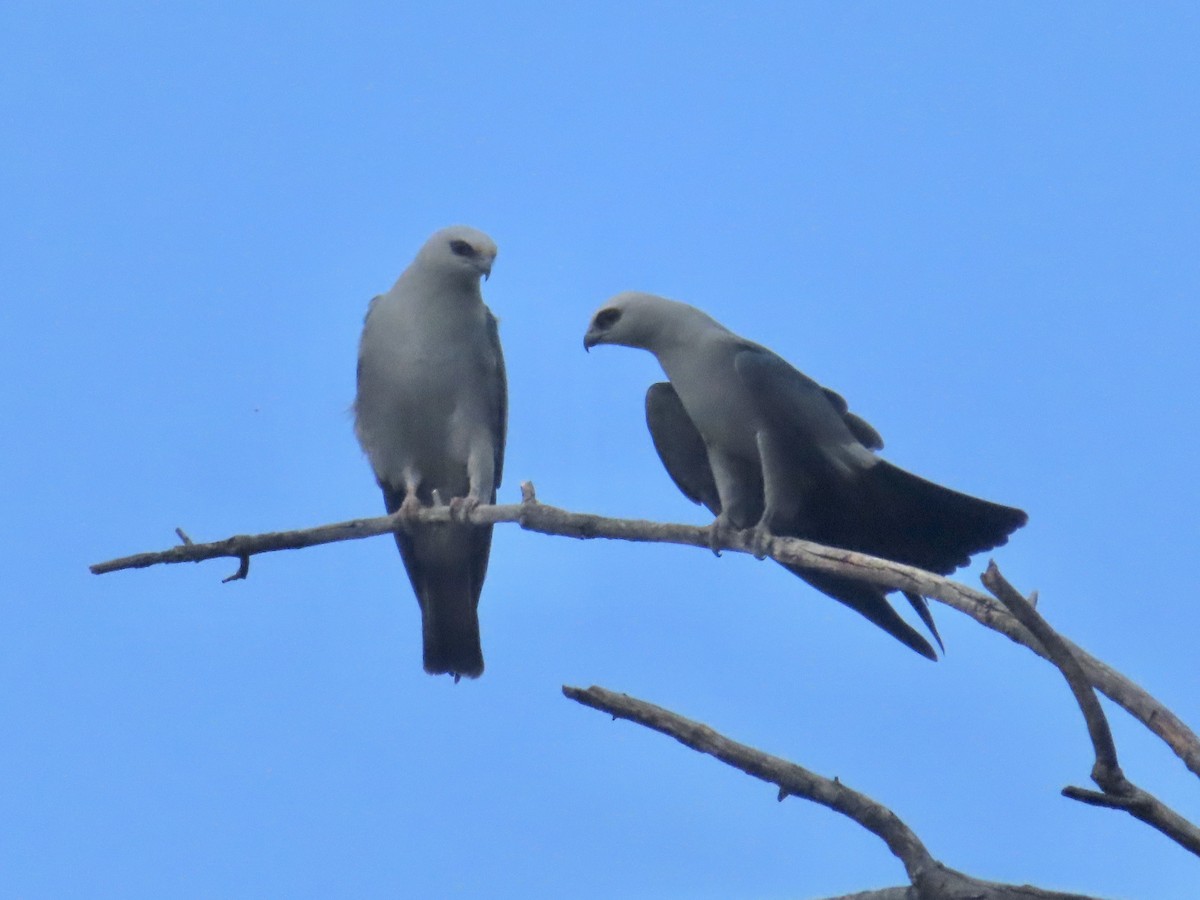 Mississippi Kite - Kyan Russell