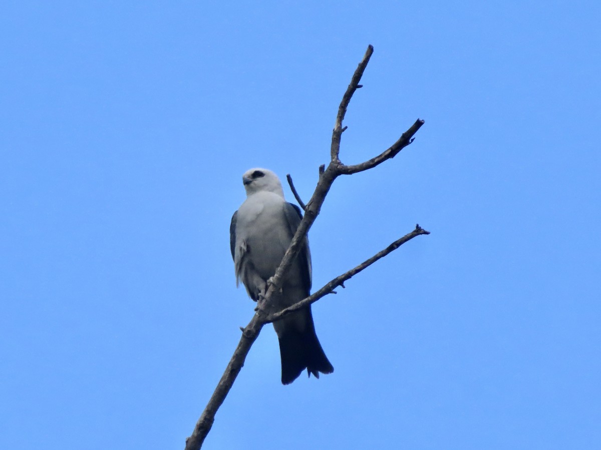 Mississippi Kite - ML619198763