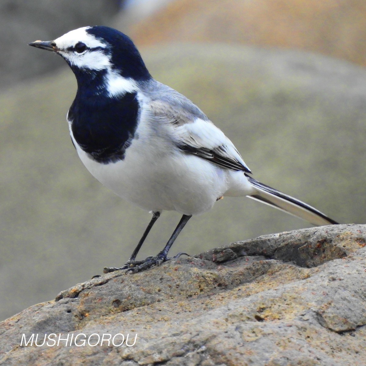 White Wagtail (ocularis) - ML619198769