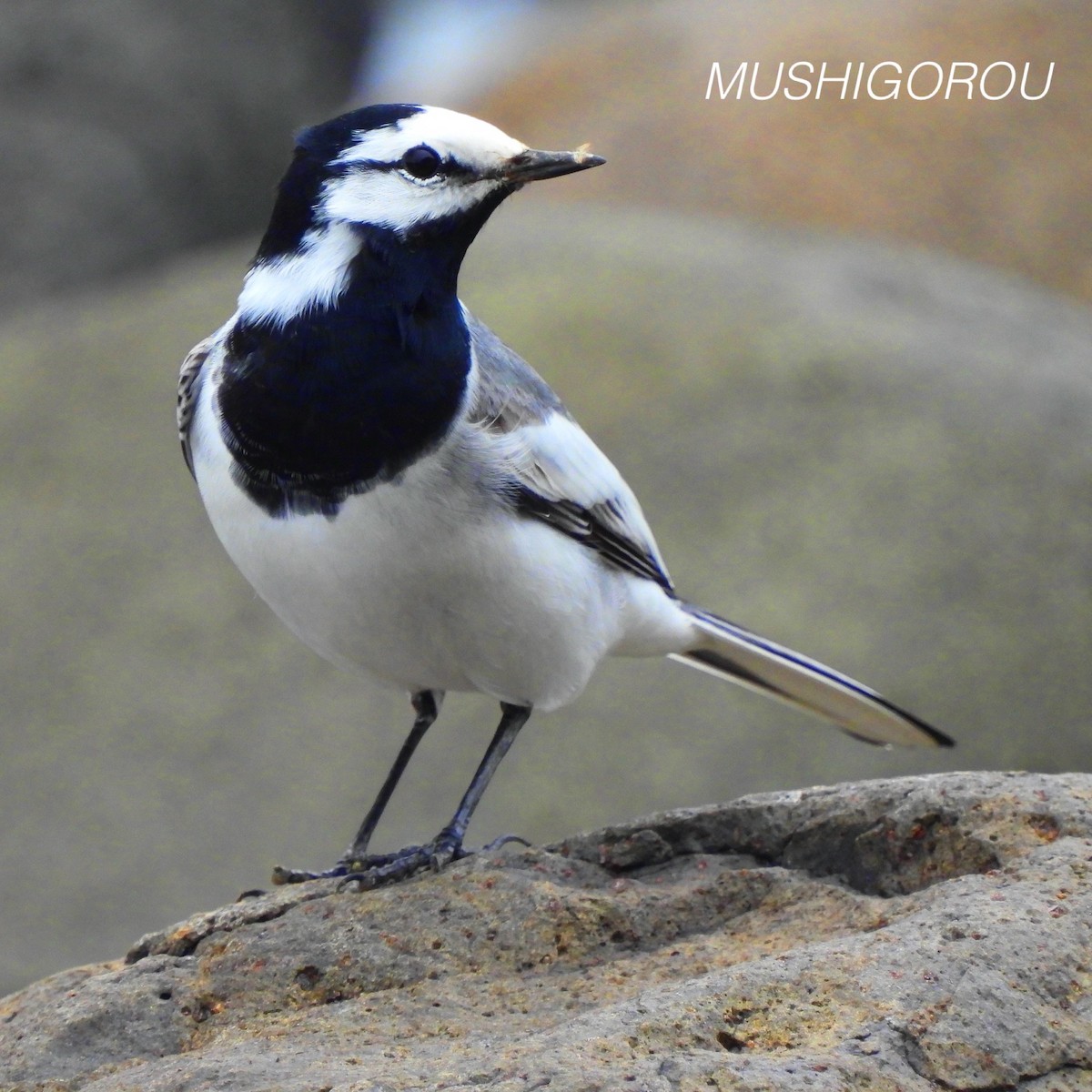 White Wagtail (ocularis) - Shinsuke Kikuchi