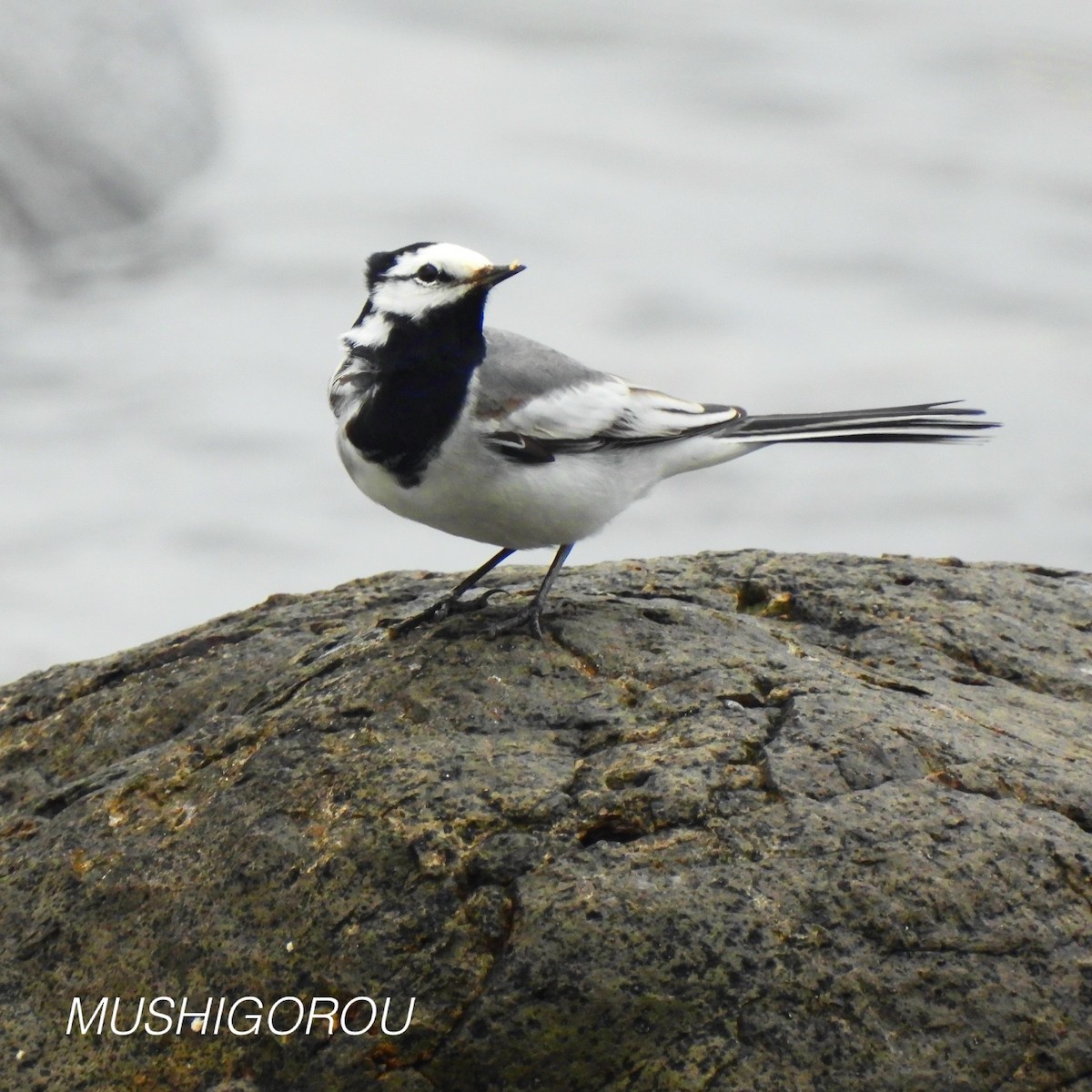 White Wagtail (ocularis) - Shinsuke Kikuchi