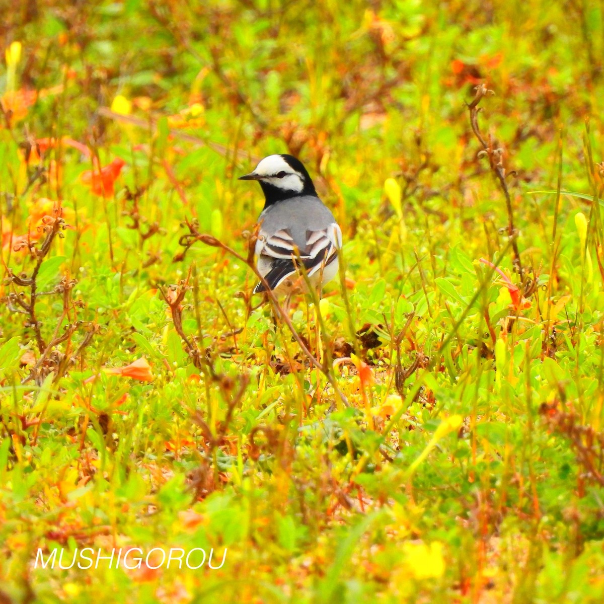 White Wagtail (ocularis) - ML619198772
