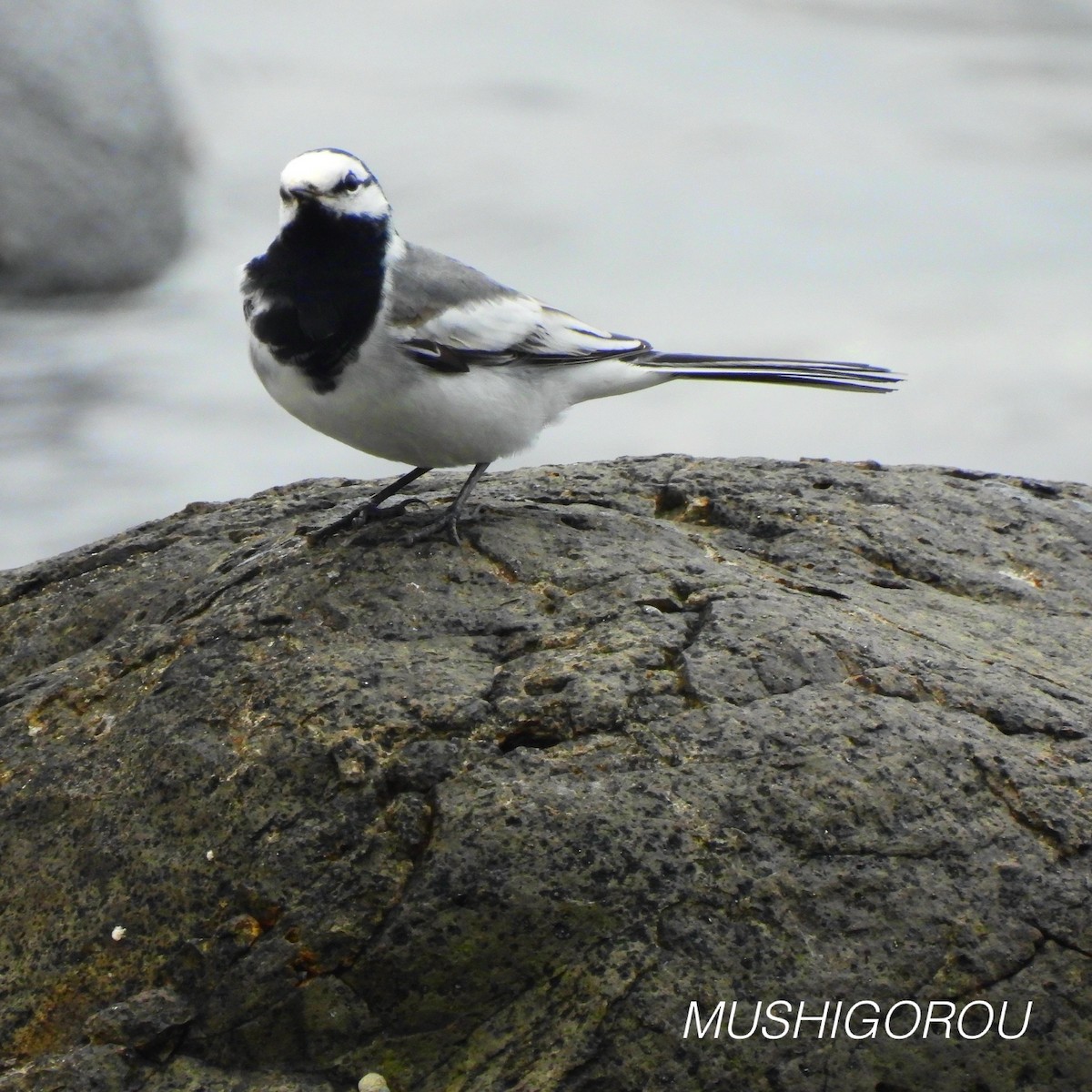 White Wagtail (ocularis) - ML619198773