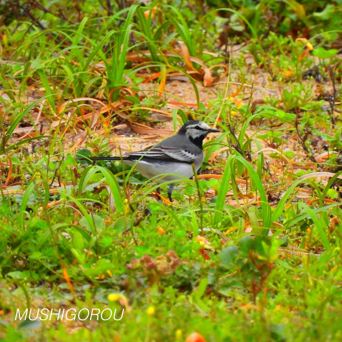 White Wagtail (ocularis) - ML619198774