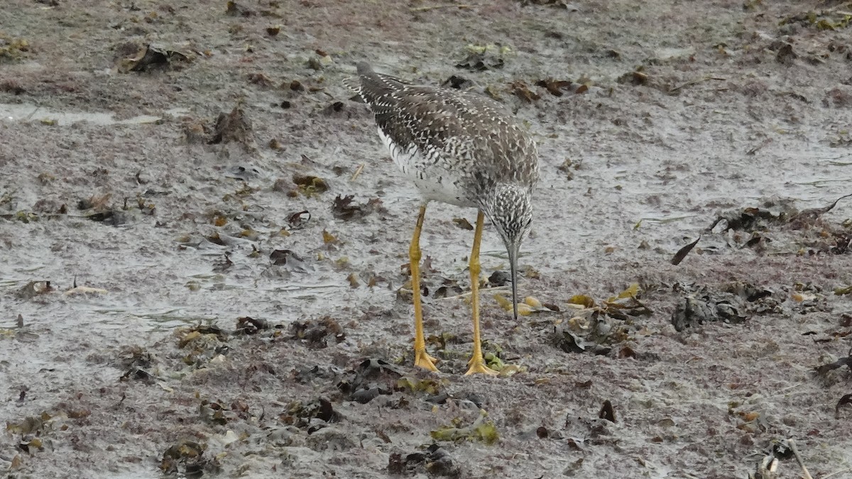 Greater Yellowlegs - ML619198782