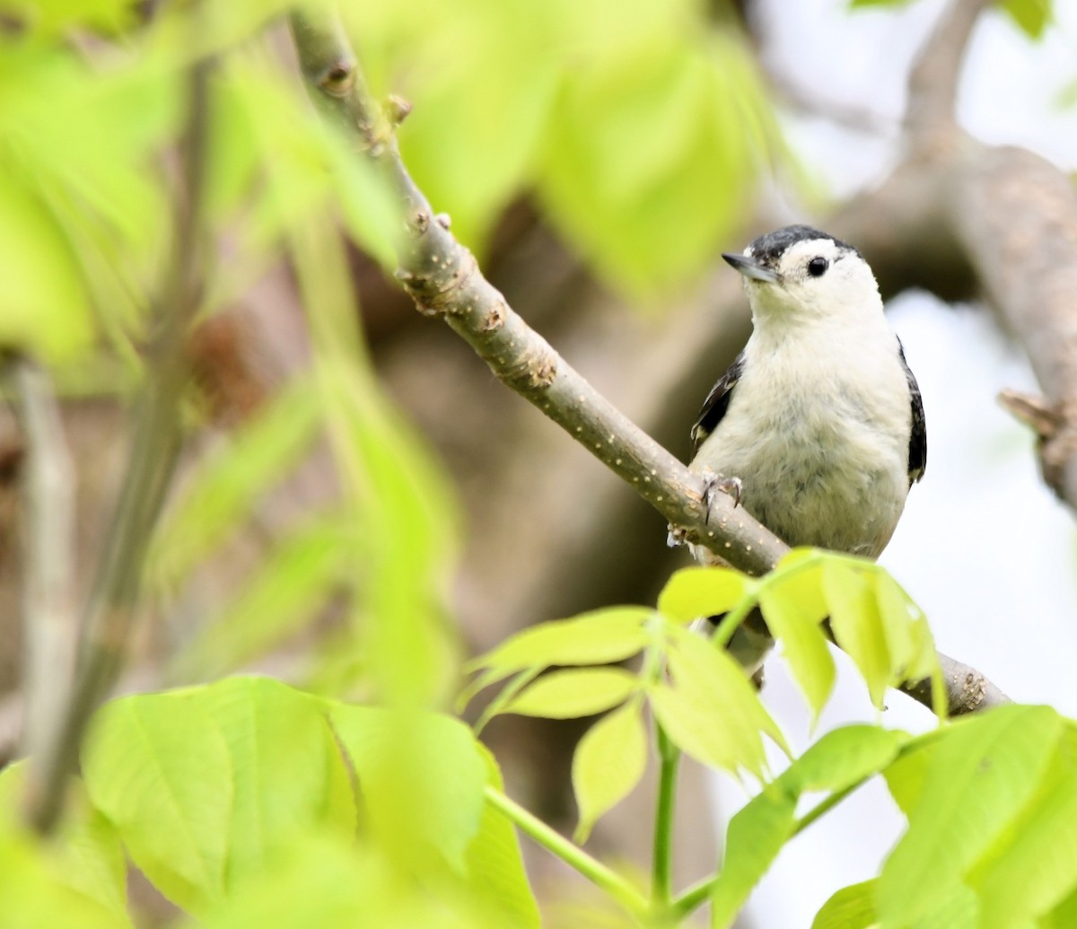 White-breasted Nuthatch - Monique Maynard