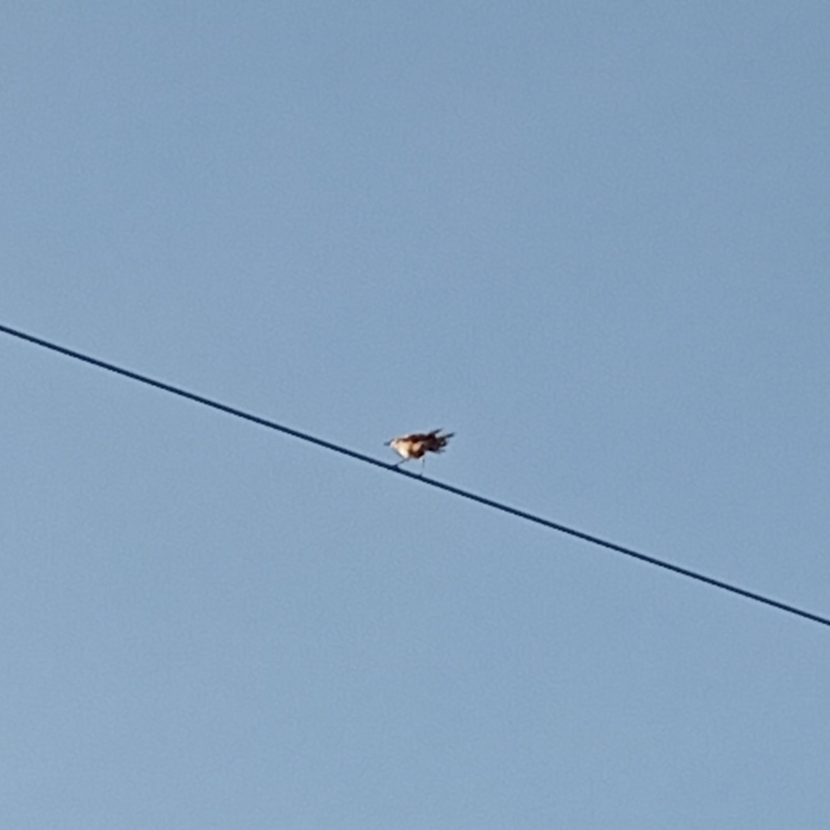 Yellow-vented Bulbul - ML619198792