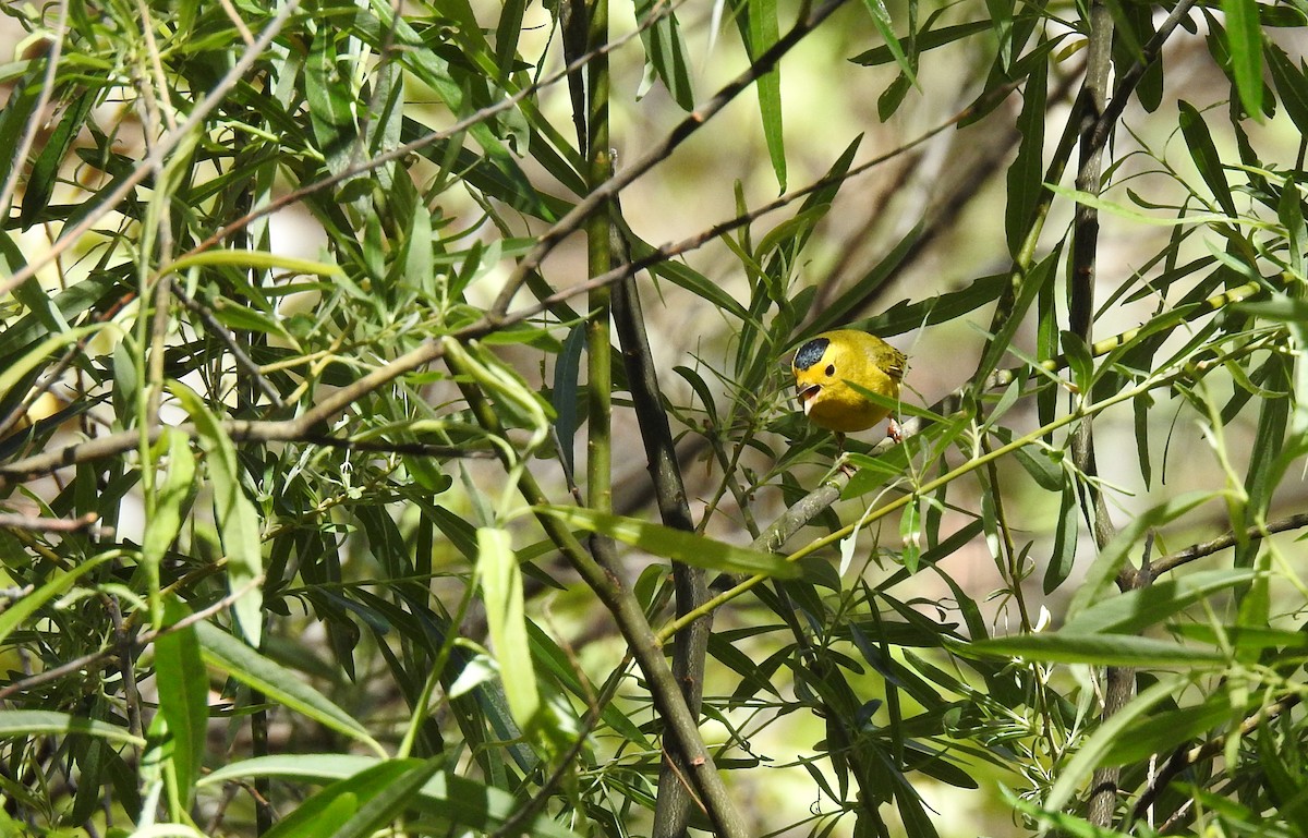 Wilson's Warbler - Sue Murphy