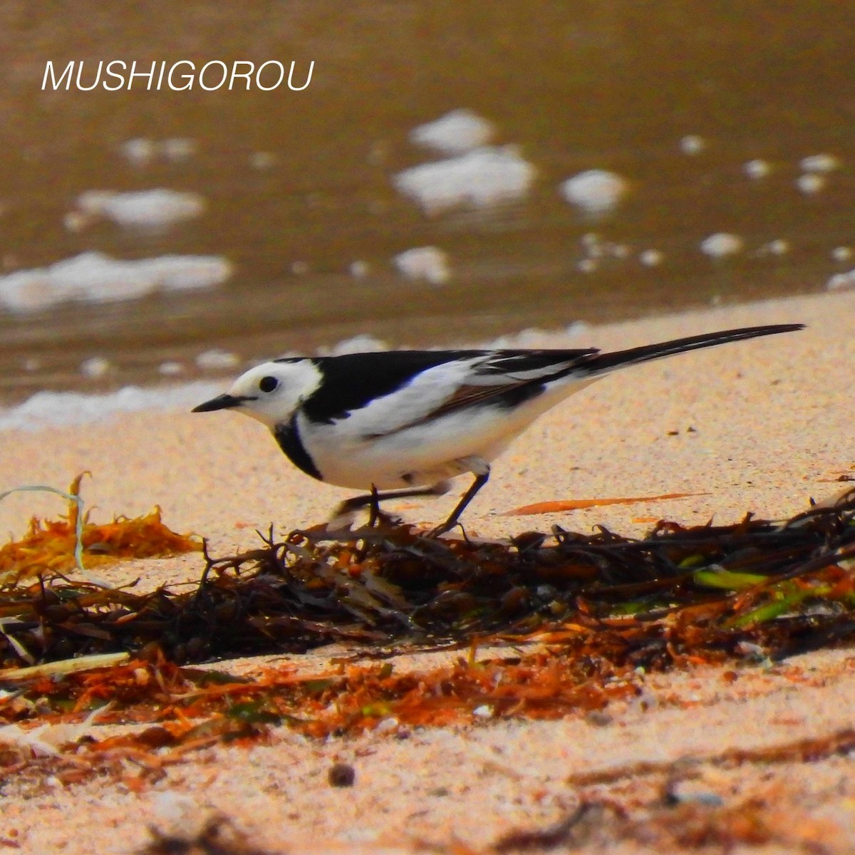 White Wagtail (Chinese) - Shinsuke Kikuchi