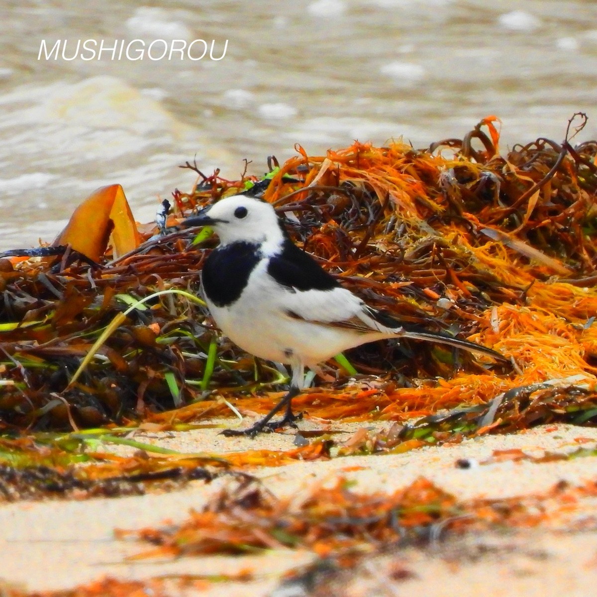 White Wagtail (Chinese) - ML619198805