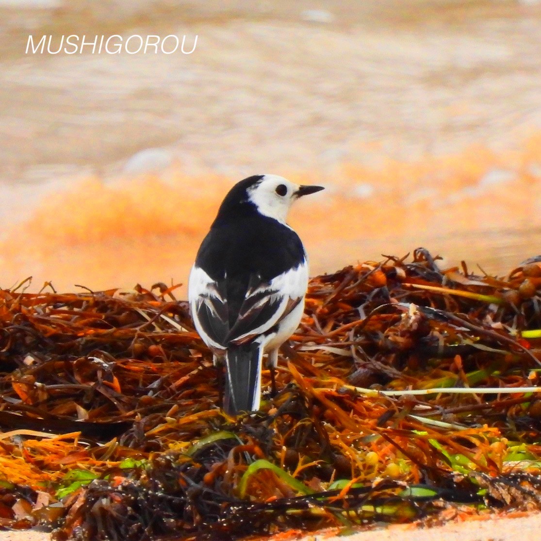 White Wagtail (Chinese) - ML619198806