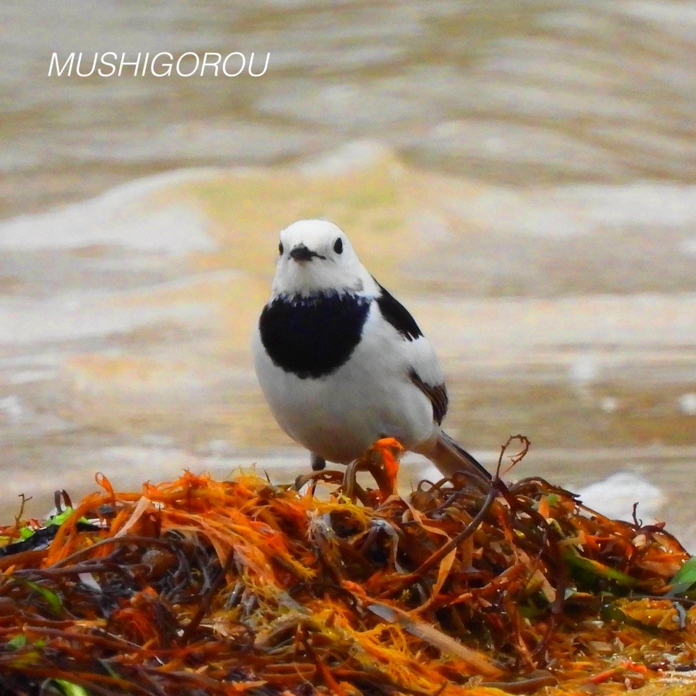 White Wagtail (Chinese) - ML619198807
