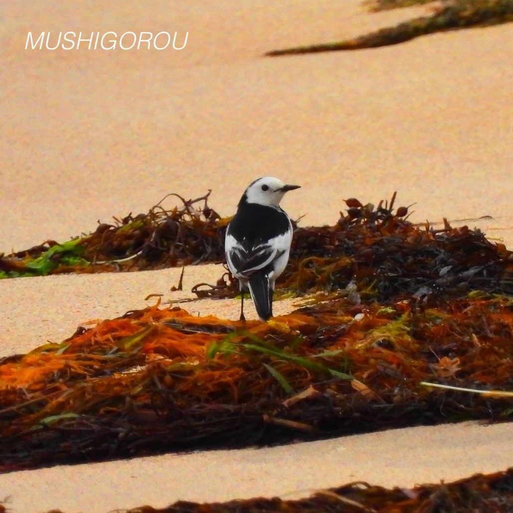 White Wagtail (Chinese) - ML619198808