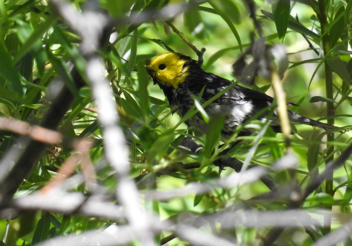 Hermit Warbler - ML619198841