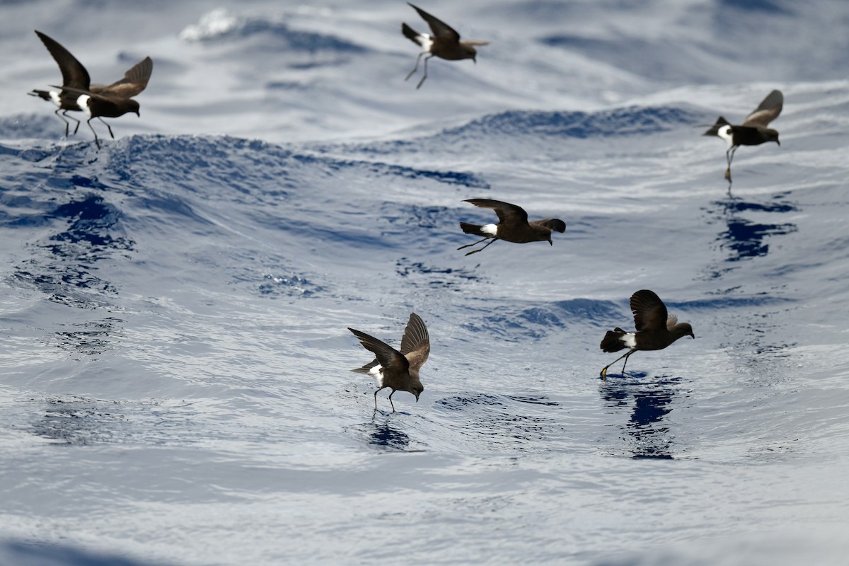 Wilson's Storm-Petrel - Kate Sutherland