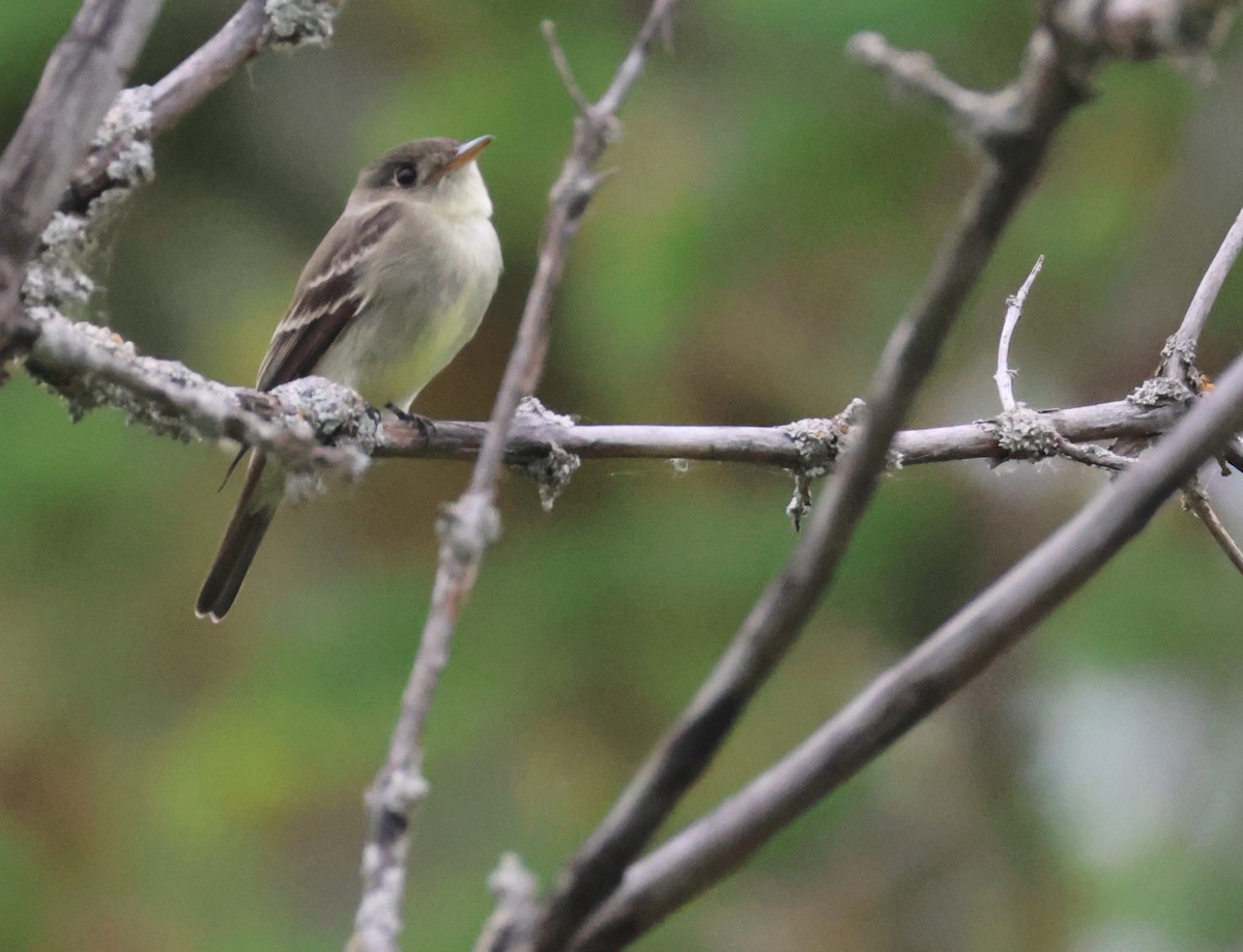 Alder Flycatcher - Chris Van Norman