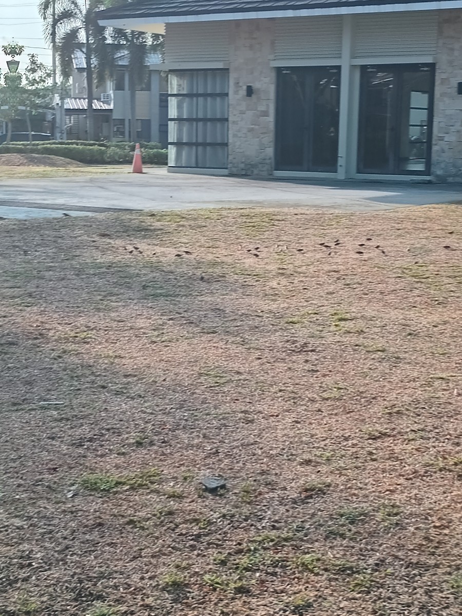 Scaly-breasted Munia - ML619198851