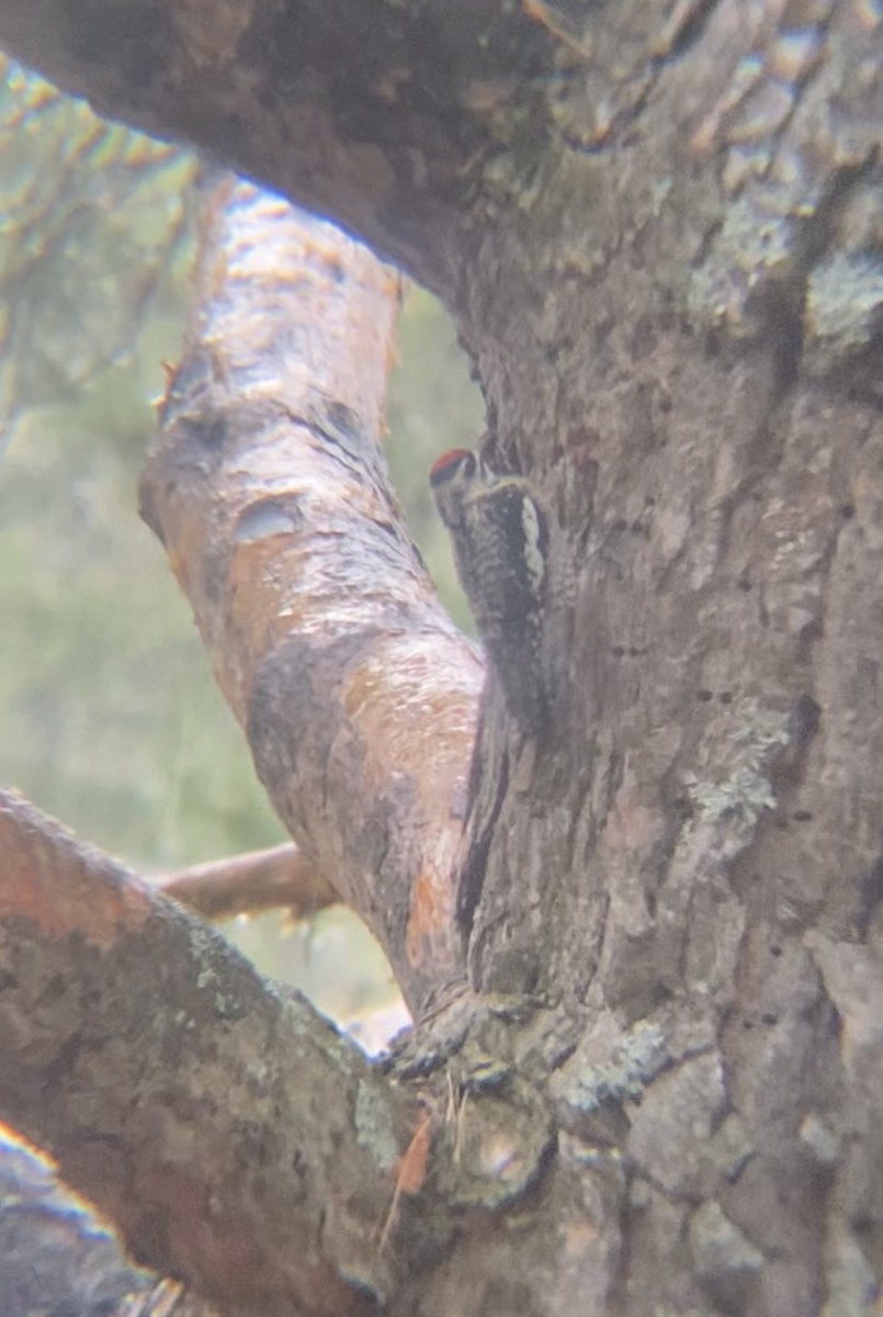 Yellow-bellied Sapsucker - Zakary L’Abbé-Larivière