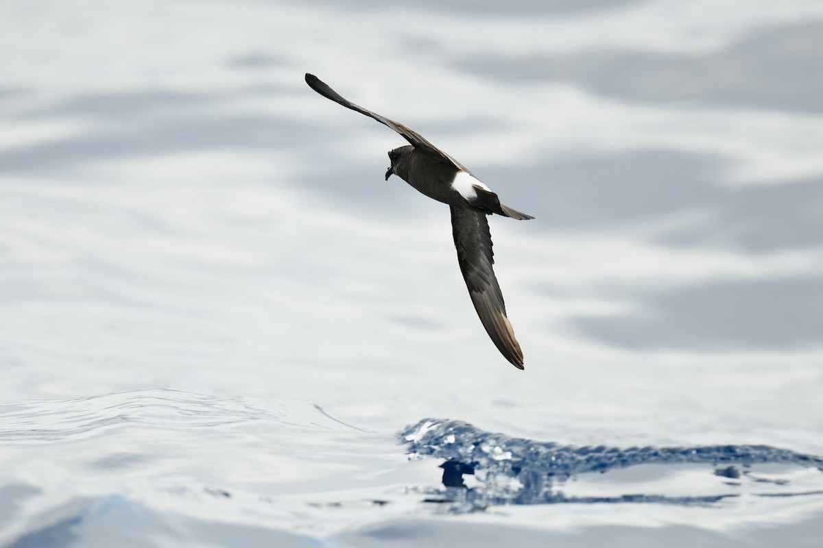 Band-rumped Storm-Petrel - Kate Sutherland