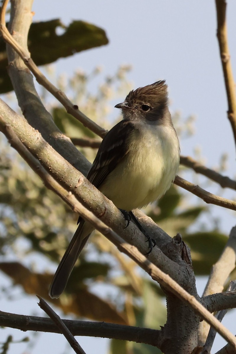 Yellow-bellied Elaenia - Nalini Jones