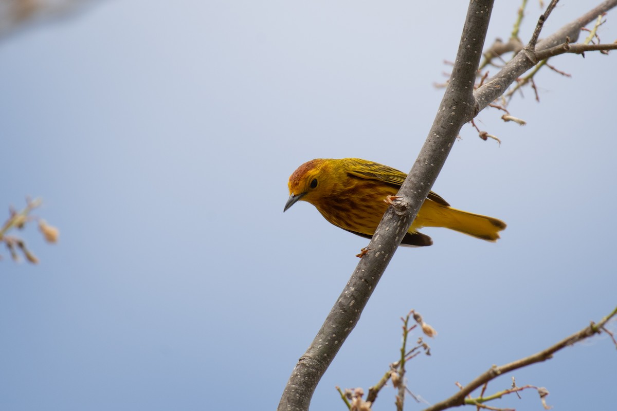 Yellow Warbler (Golden) - Niels Geelen