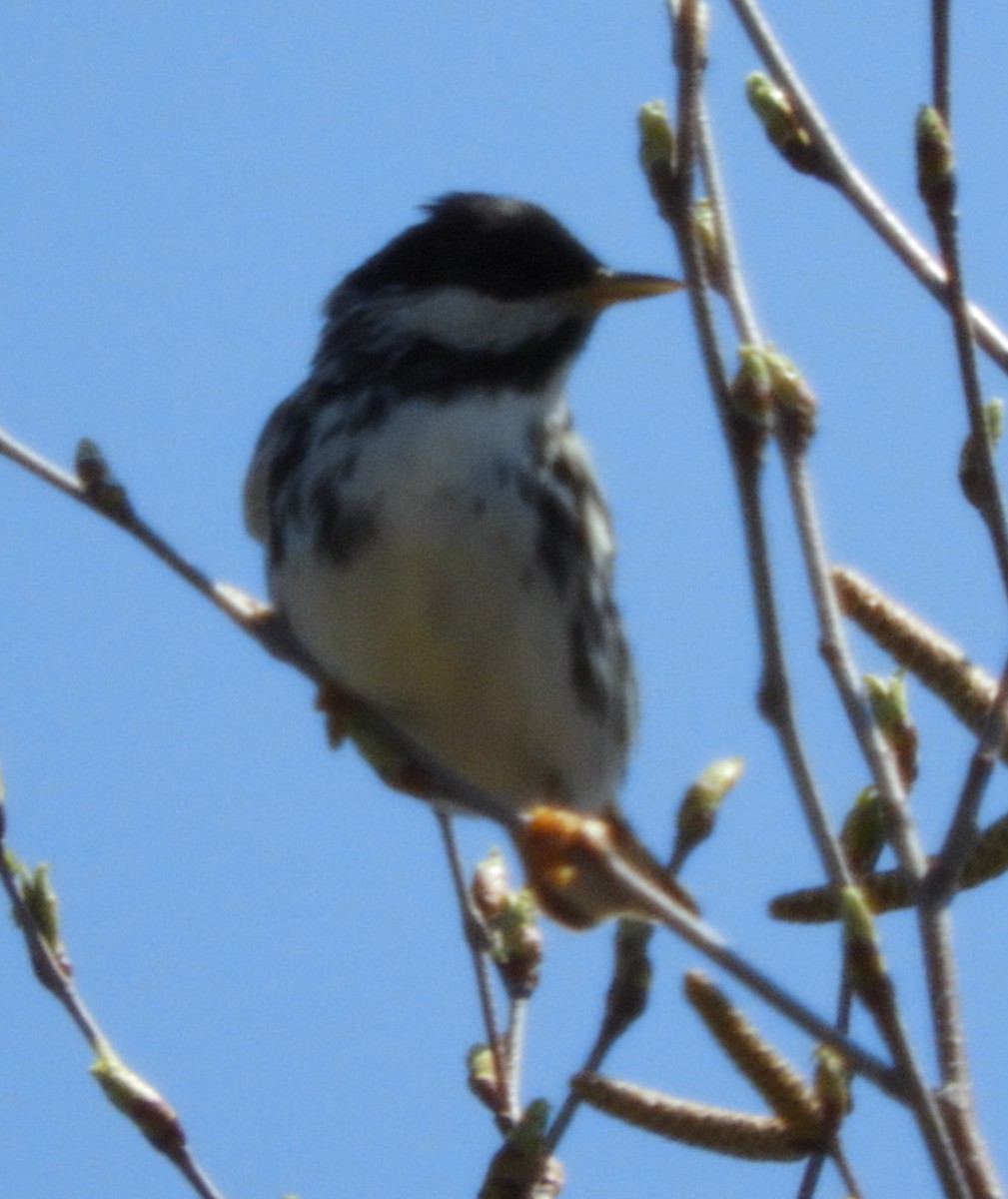 Blackpoll Warbler - Kathleen Spicer