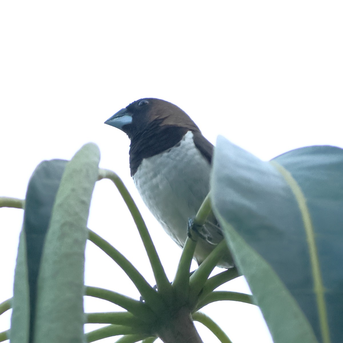 Javan Munia - Michael Wenke