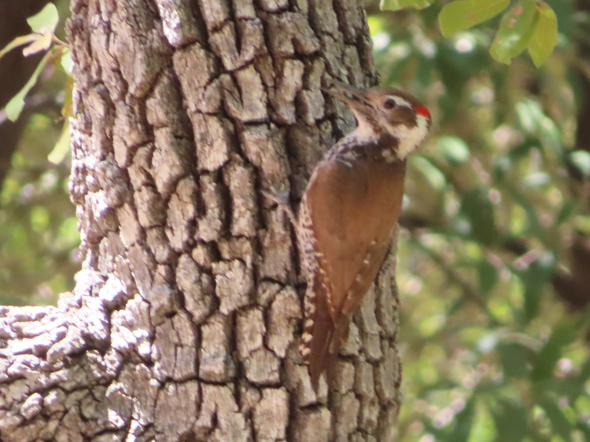 Arizona Woodpecker - Kyan Russell