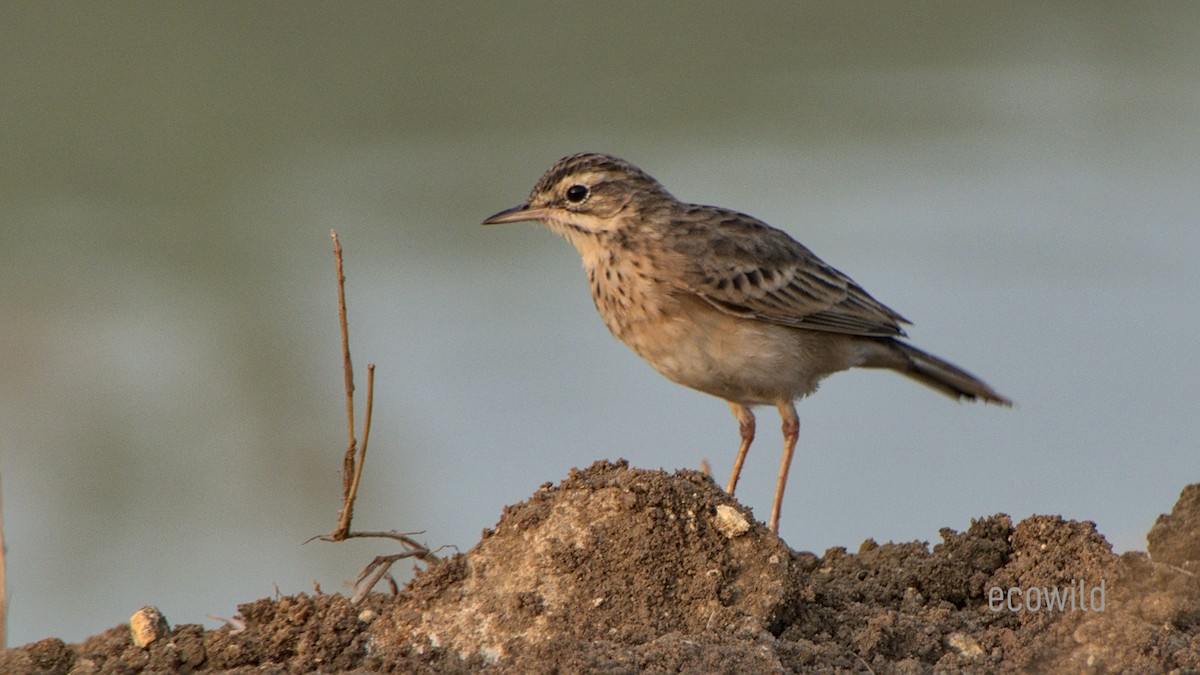 Paddyfield Pipit - Mohan Raj K.