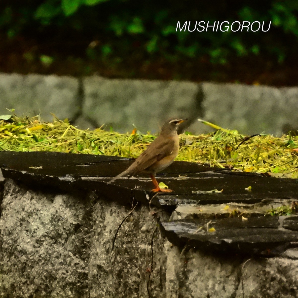 Eyebrowed Thrush - Shinsuke Kikuchi