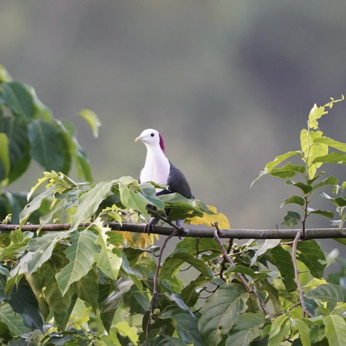 Red-naped Fruit-Dove - ML619198897