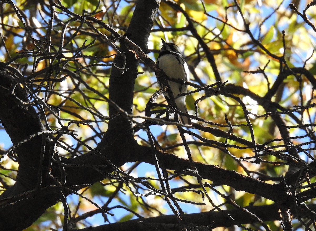 Black-throated Gray Warbler - Sue Murphy