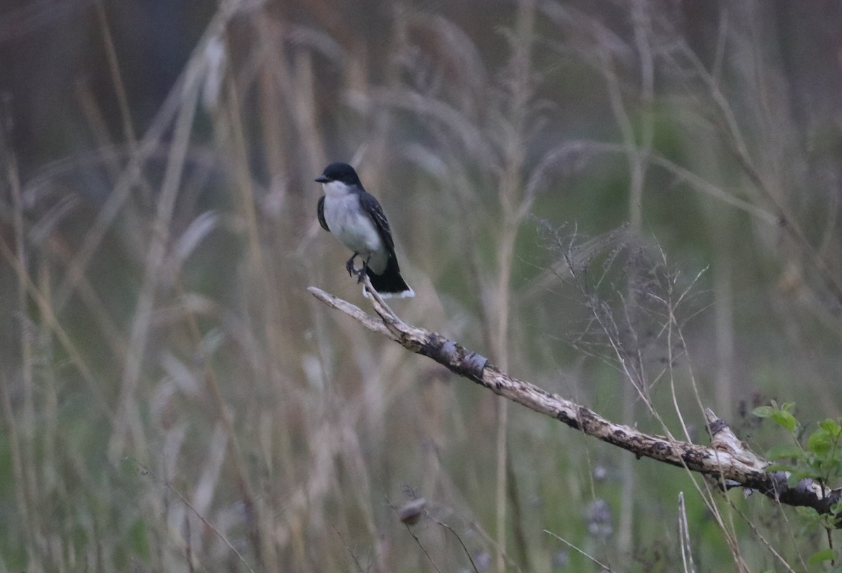 Eastern Kingbird - "Chia" Cory Chiappone ⚡️