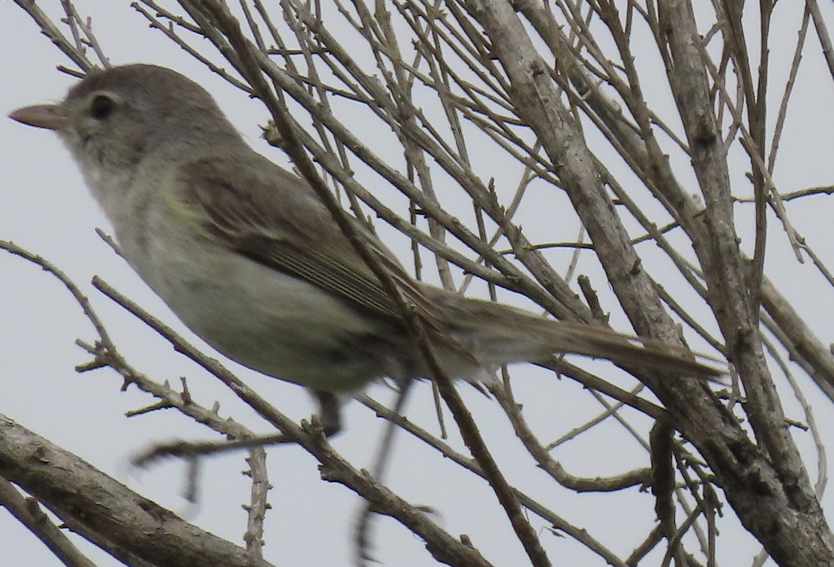 Bell's Vireo (Least) - karen pinckard