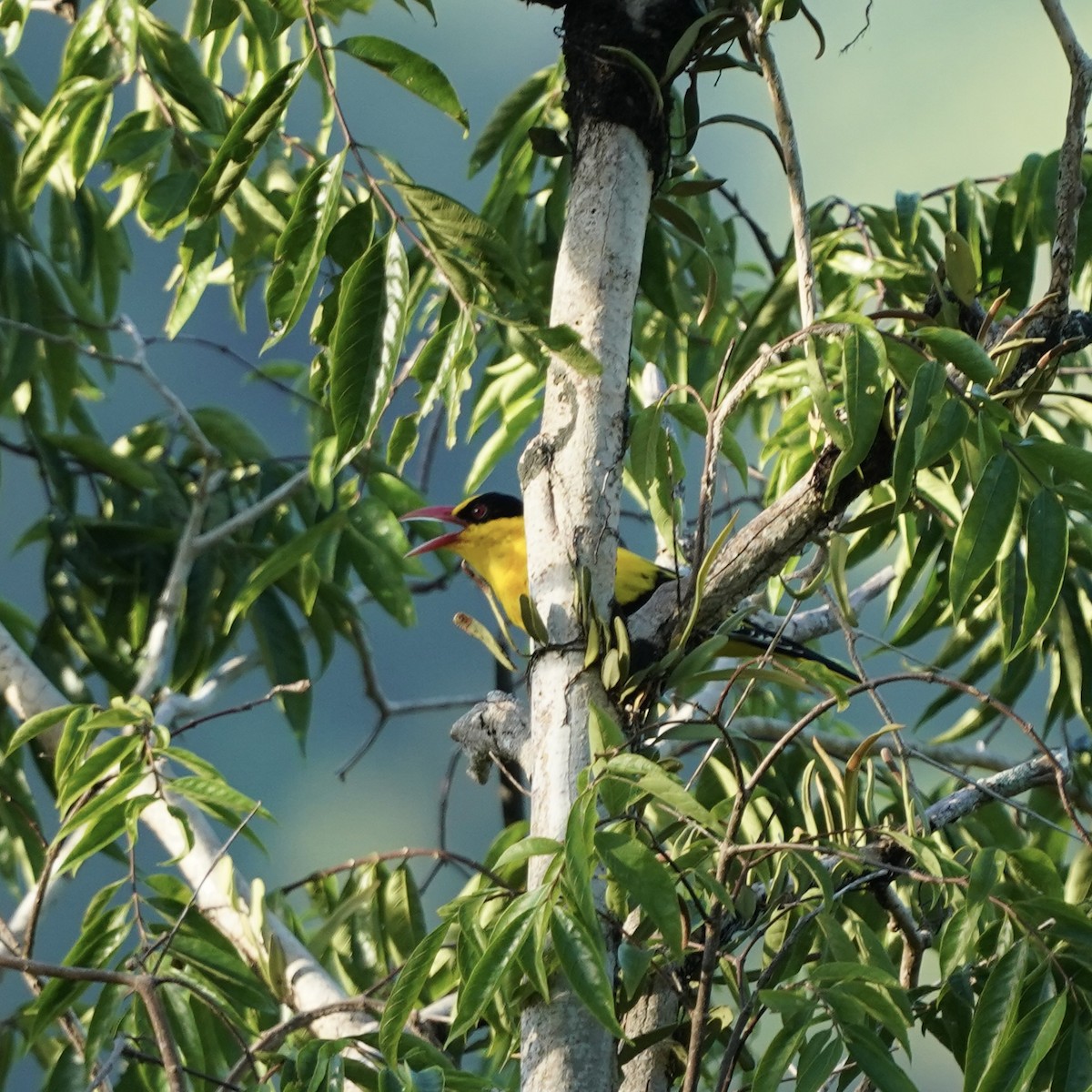 Black-naped Oriole (Tenggara) - Simon Thornhill